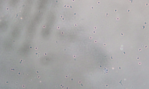 柱提法伯優(yōu)細(xì)胞核分離試劑盒使用效果圖