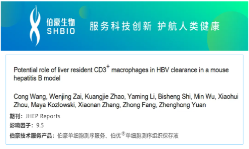 項目文章 | 肝臟駐留的 CD3 + 巨噬細胞在小鼠乙型肝炎模型中 HBV 清除的潛在作用