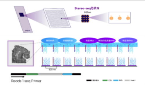 Nat. Commun | 首個斑馬魚心臟再生全過程高分辨率時空圖譜！Stereo-seq 助力揭示心