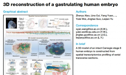 文獻(xiàn)解讀 | Stereo-seq 三維重建揭示人類原腸胚形成期的細(xì)胞空間分布與信號(hào)調(diào)控網(wǎng)絡(luò)