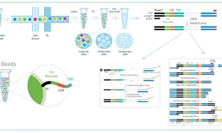 GEM- X 引領(lǐng)單細(xì)胞 RNA-seq 技術(shù)創(chuàng)新