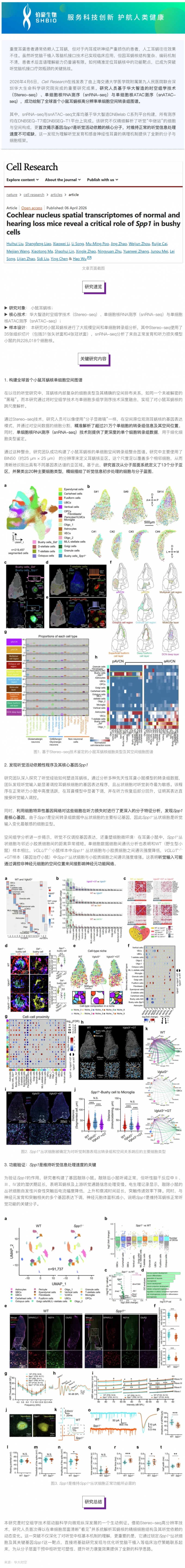Cell Research _ 全球首張小鼠耳蝸核空間圖譜發布，揭示聽覺腦機接口關鍵靶點